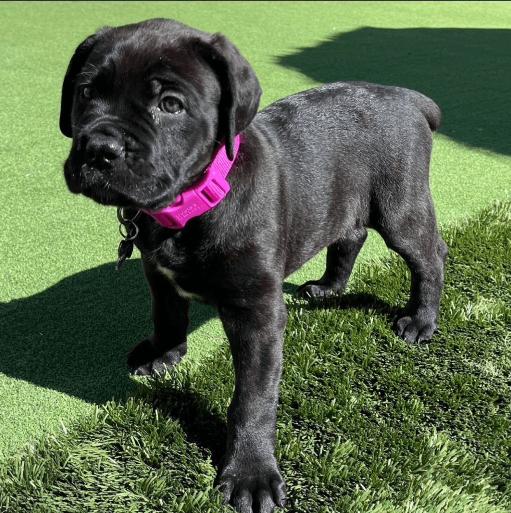 Diesel, a 12-week-old male Cane Corso puppy with a black coat, available for adoption at AdoptABreed.com