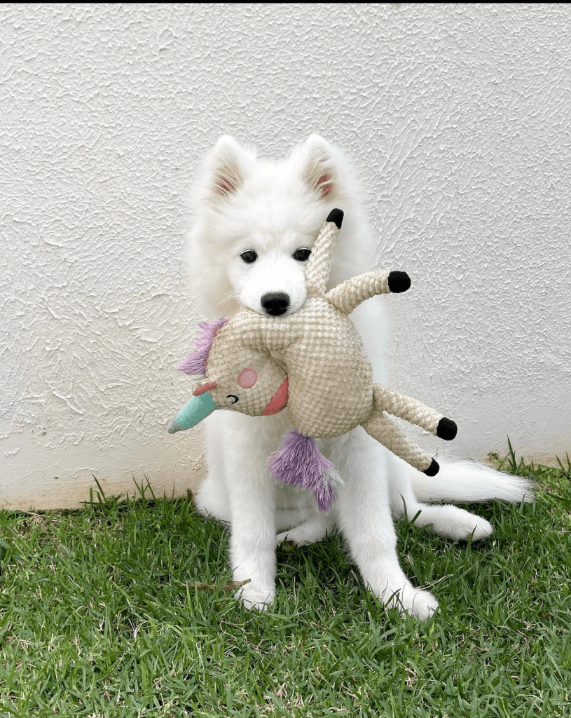 Snow, a 12-week-old female Samoyed puppy with a white fluffy coat, available for adoption at AdoptABreed.com