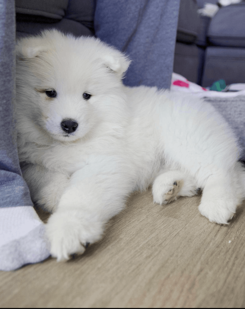 Kodiak, an 11-week-old male Samoyed puppy with a white fluffy coat, available for adoption at AdoptABreed.com