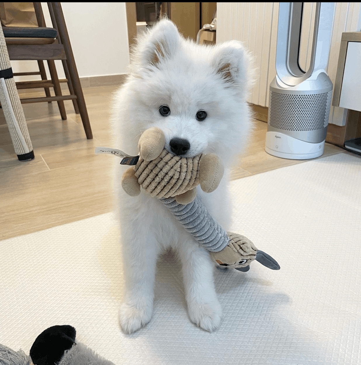 Frost, a 12-week-old male Samoyed puppy with a white fluffy coat, available for adoption at AdoptABreed.com
