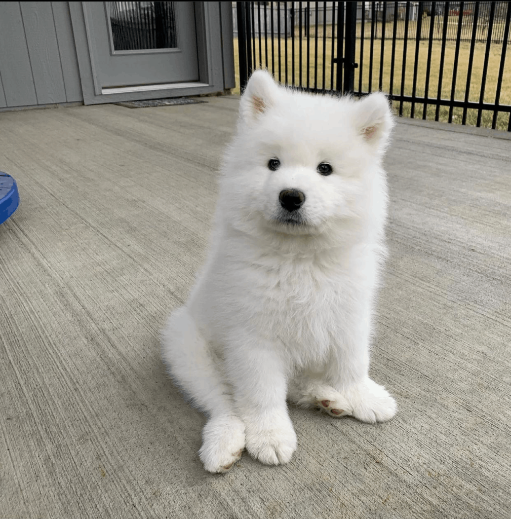 Ivy, an 11-week-old female Samoyed puppy with a white fluffy coat, available for adoption at AdoptABreed.com