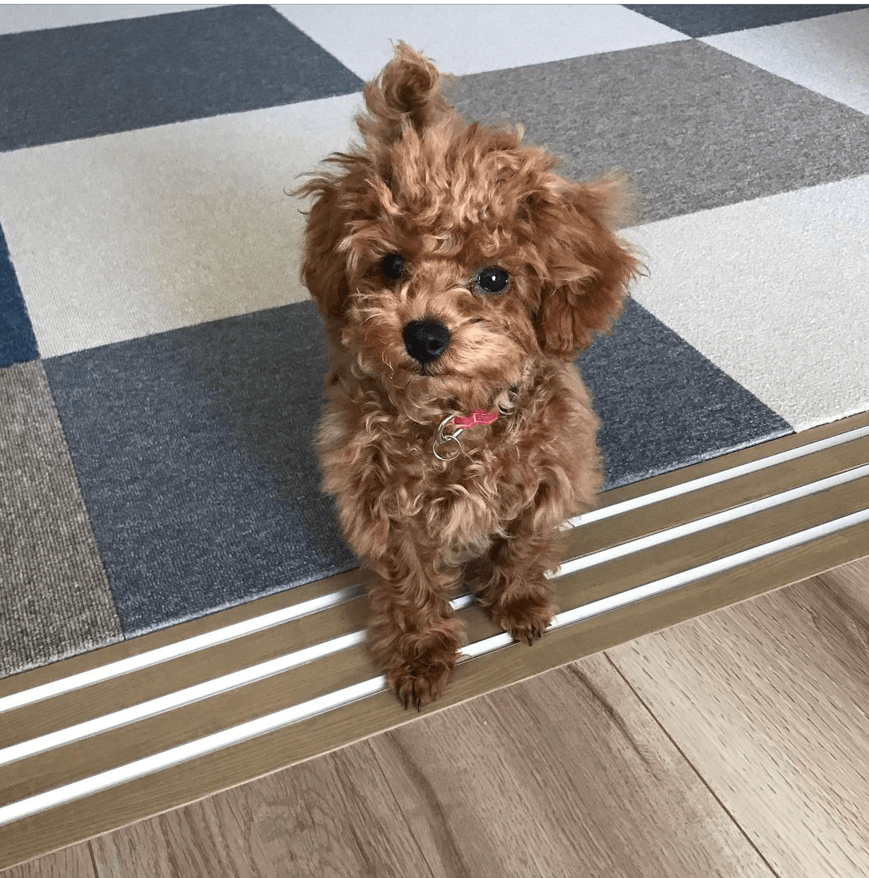 Toy Poodle, Poodle, puppy adoption, rescue dog, female puppy, Poodle puppy for sale, adopt a dog