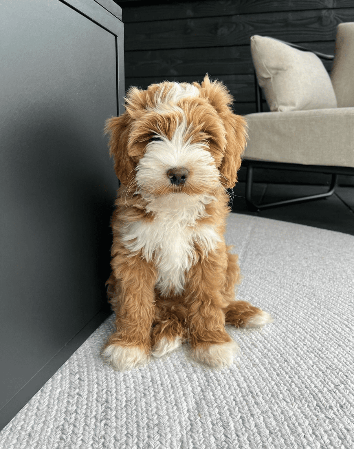 Cooper, an 11-week-old male Goldendoodle puppy with a golden and white curly coat, available for adoption at AdoptABreed.com