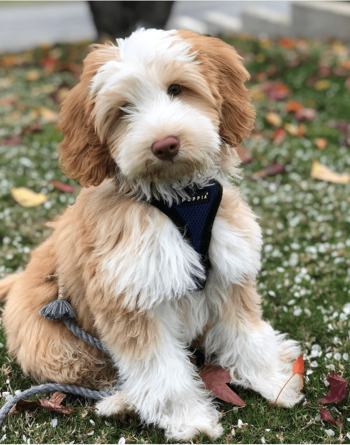 Baxter, an 11-week-old male Goldendoodle puppy with an apricot and white wavy coat, available for adoption at AdoptABreed.com
