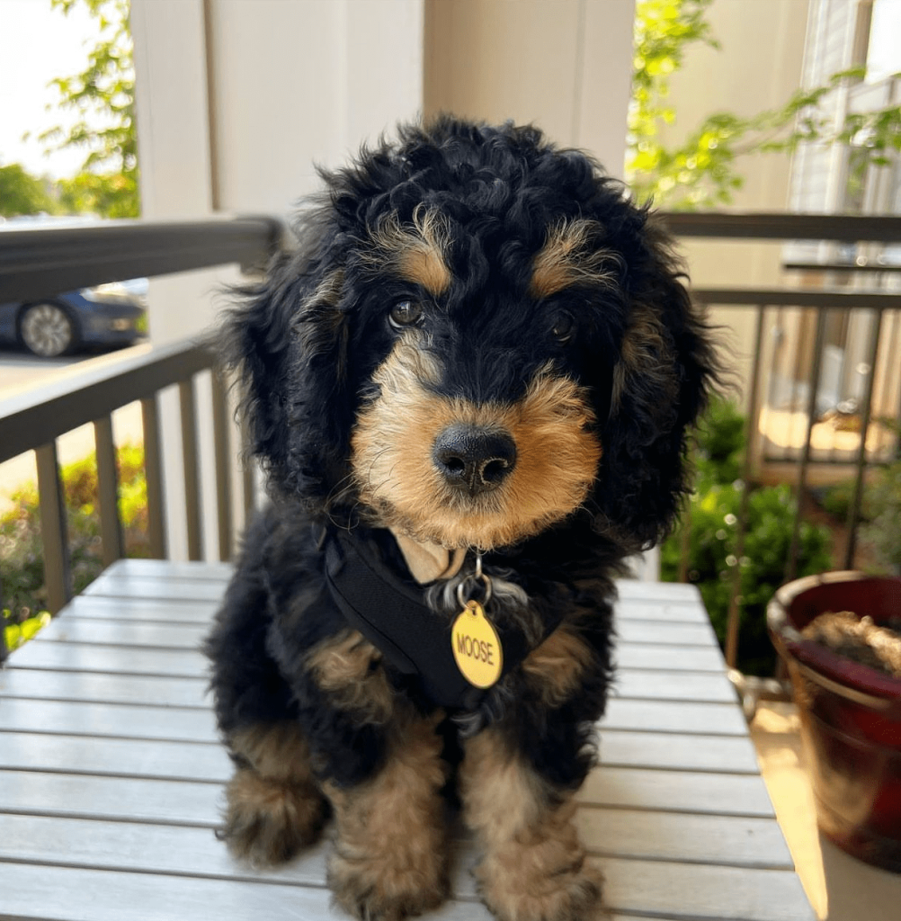 Moose, an 11-week-old female Bernedoodle puppy with a black and copper curly coat, available for adoption at AdoptABreed.com