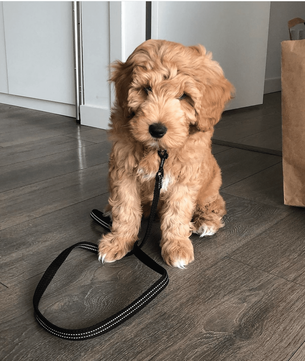 Honey, an 11-week-old female Goldendoodle puppy with a golden curly coat, available for adoption at AdoptABreed.com