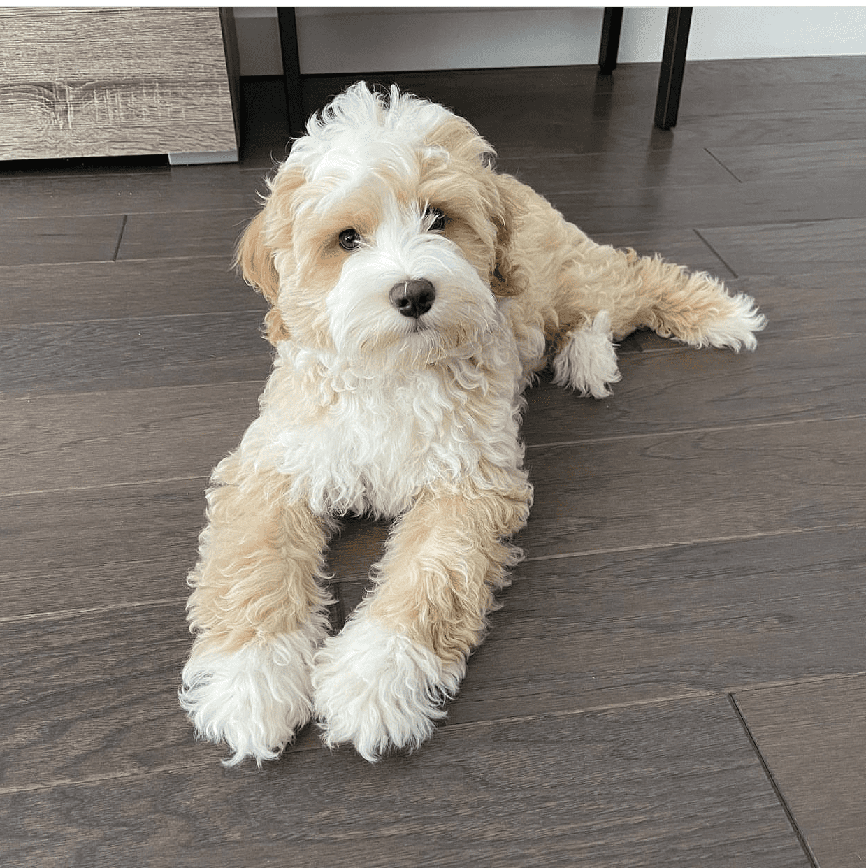 Daisy, an 11-week-old female Goldendoodle puppy with a golden and cream curly coat, available for adoption at AdoptABreed.com