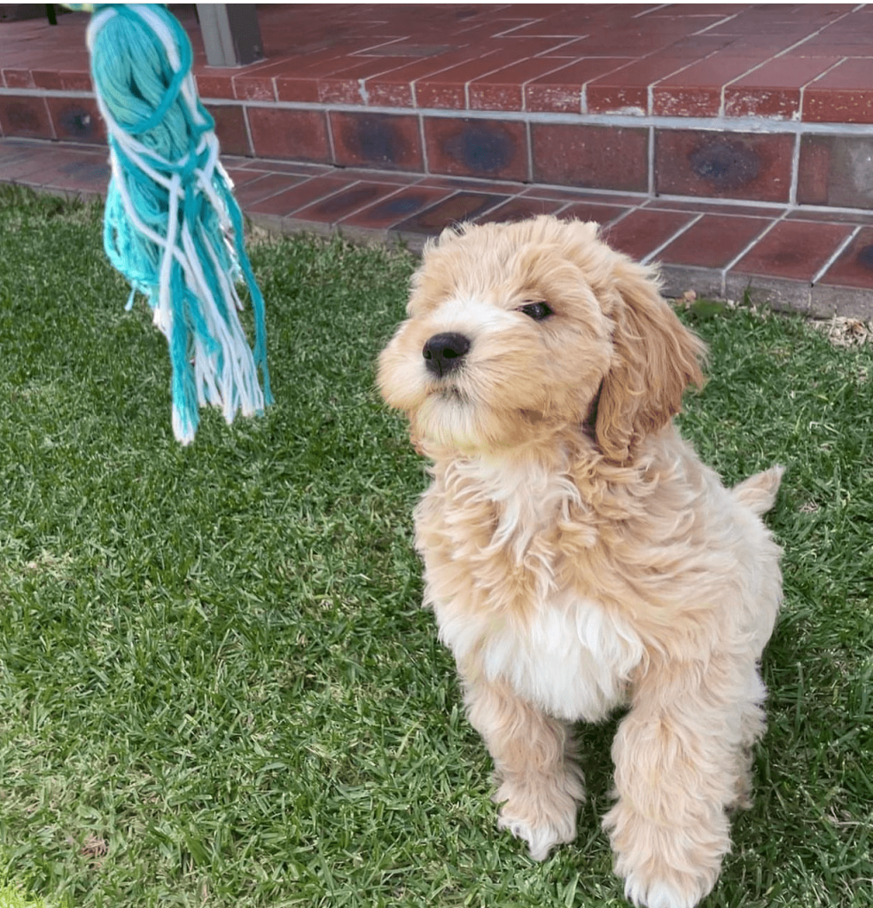 Milo, an 11-week-old male Goldendoodle puppy with a cream and apricot curly coat, available for adoption at AdoptABreed.com