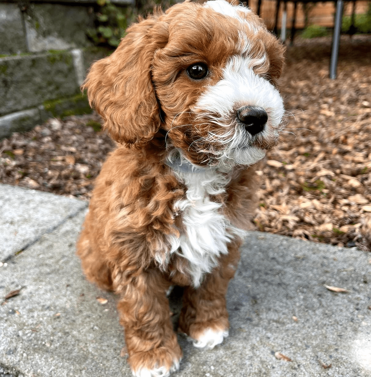 Rusty, an 11-week-old male Goldendoodle puppy with a red and white curly coat, available for adoption at AdoptABreed.com