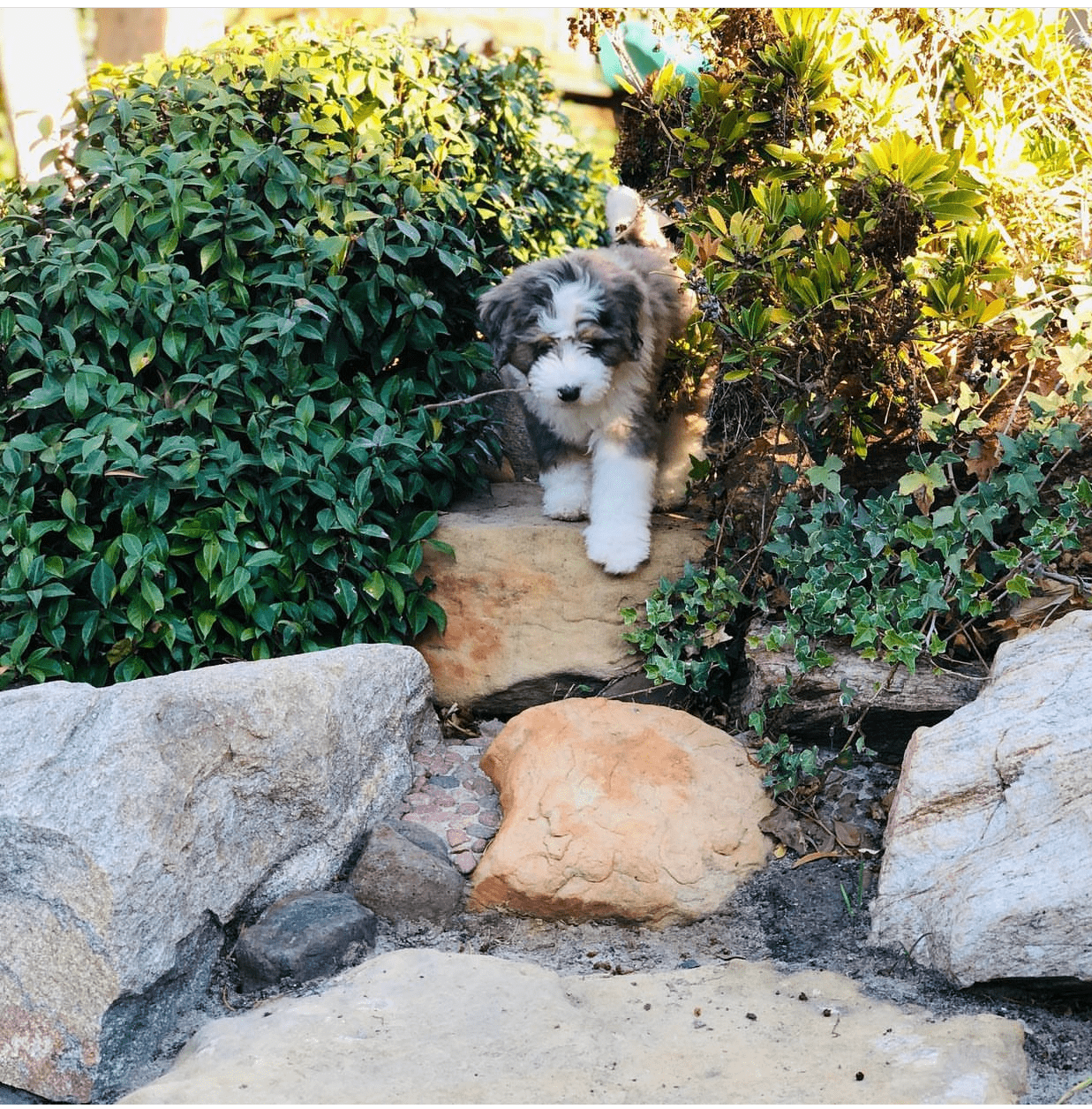 Scout, a 10-week-old male Bernedoodle puppy with a brown, white, and grey tri-color coat, available for adoption at AdoptABreed.com