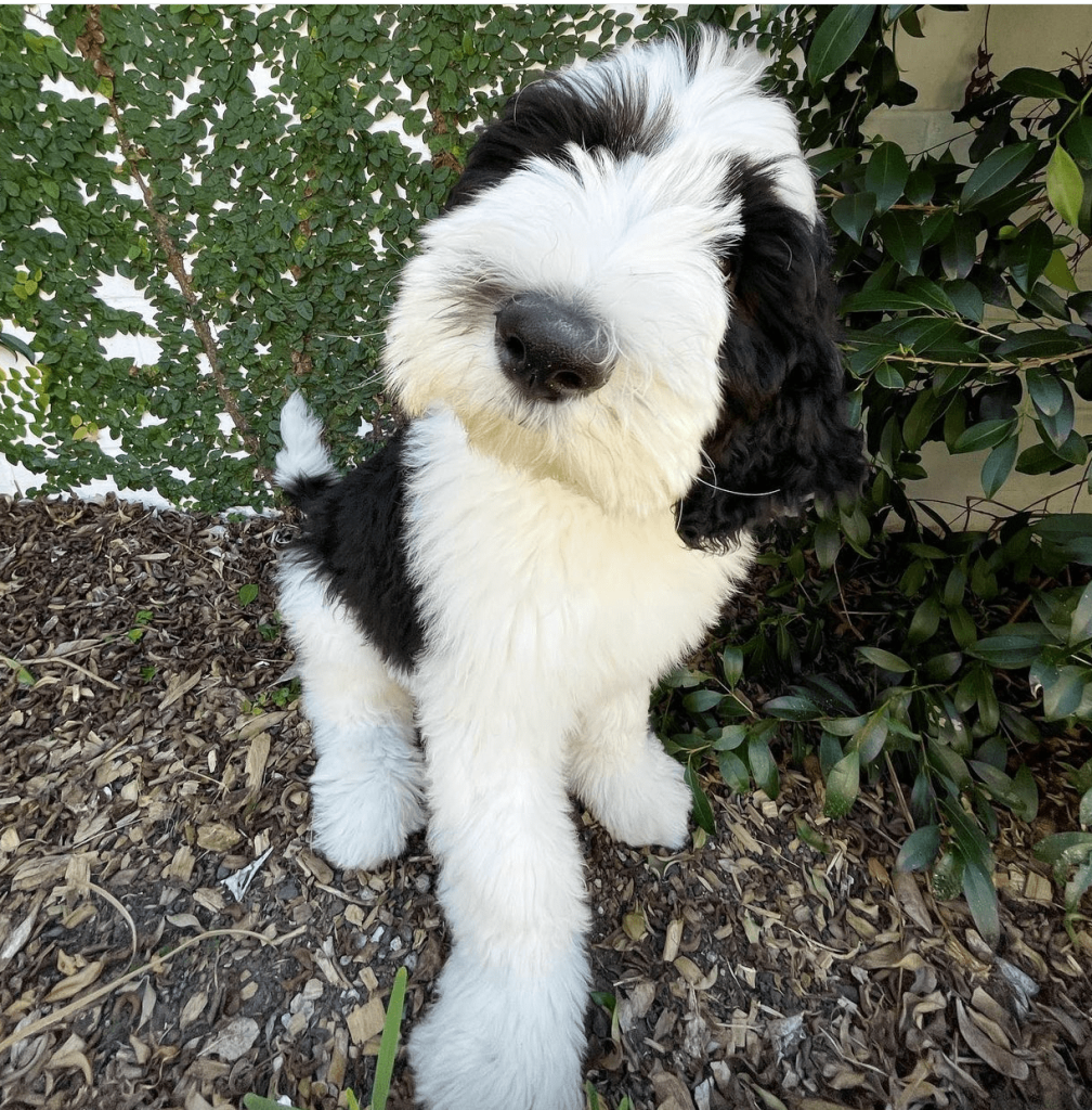 Cookie, an 11-week-old female Sheepadoodle puppy with a black and white curly coat, available for adoption at AdoptABreed.com