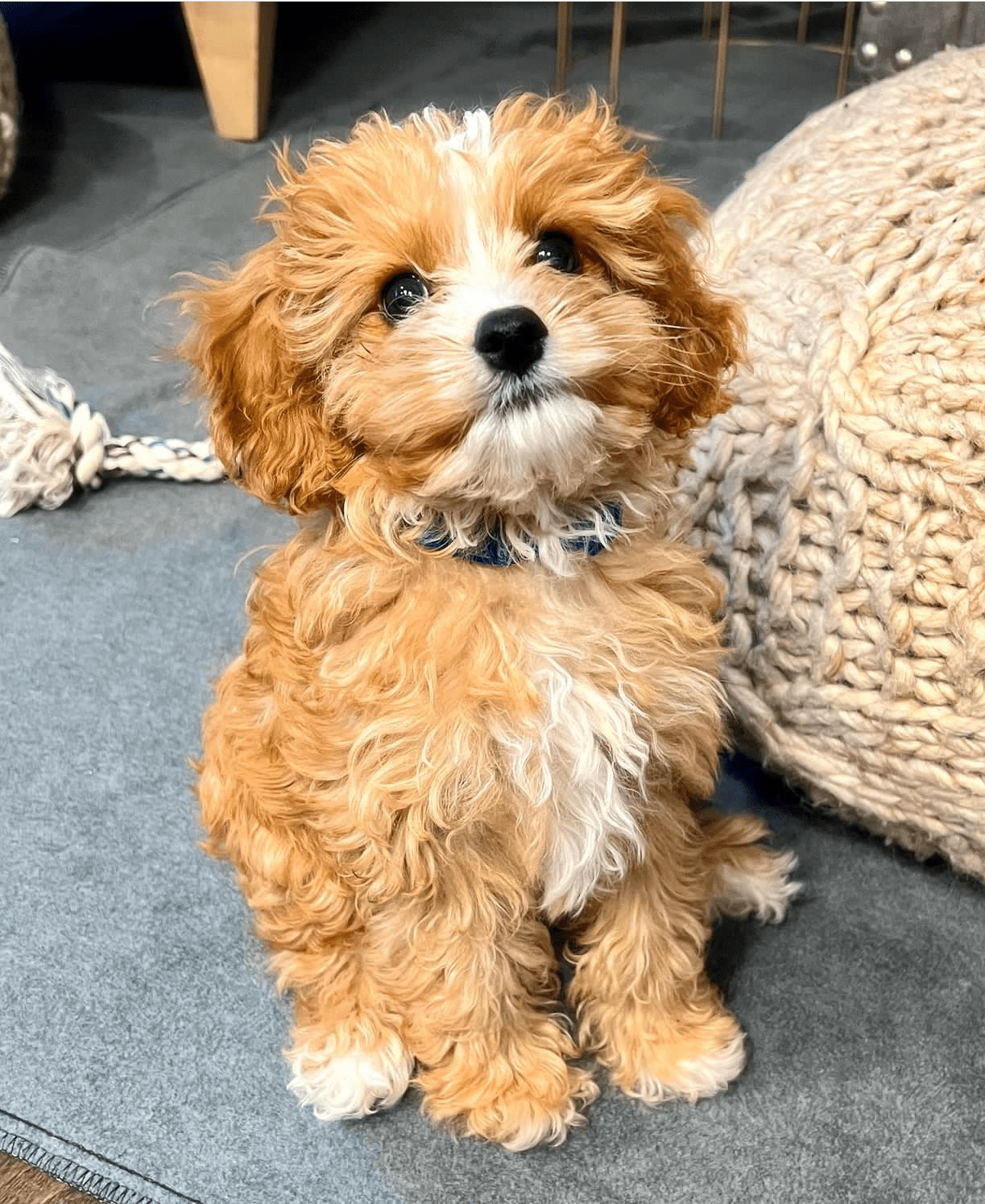 Peaches, an 11-week-old female Cavapoo puppy with a golden and white curly coat, available for adoption at AdoptABreed.com