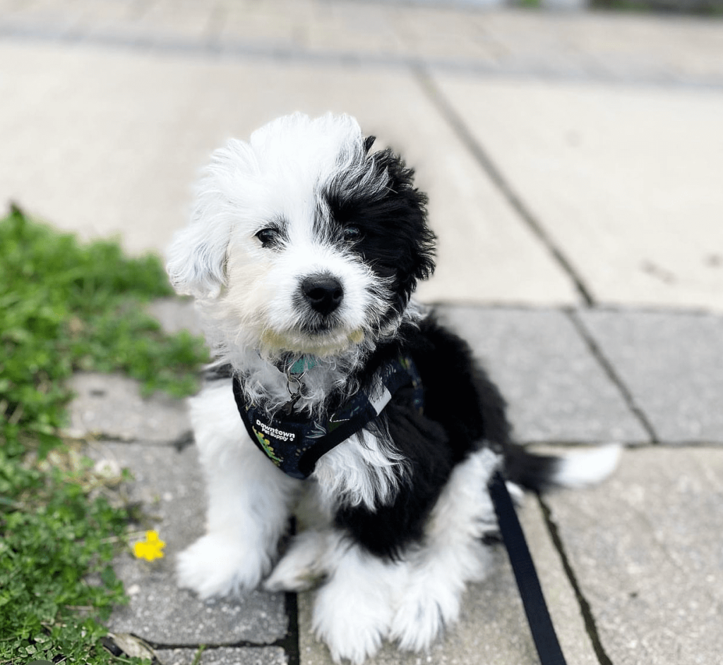 Patch, an 11-week-old male Sheepadoodle puppy with a black and white curly coat, available for adoption at AdoptABreed.com