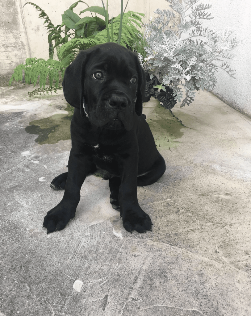 Onyx, a 12-week-old male Cane Corso puppy with a black coat, available for adoption at AdoptABreed.com