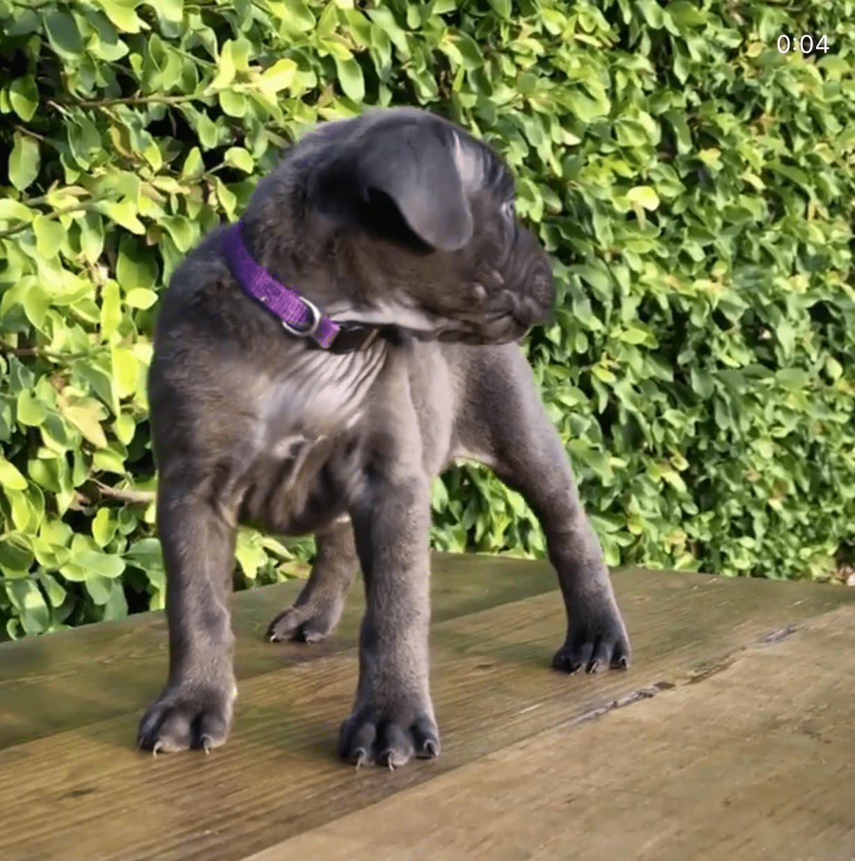 Violet, an 11-week-old female Cane Corso puppy with a black coat, available for adoption at AdoptABreed.com