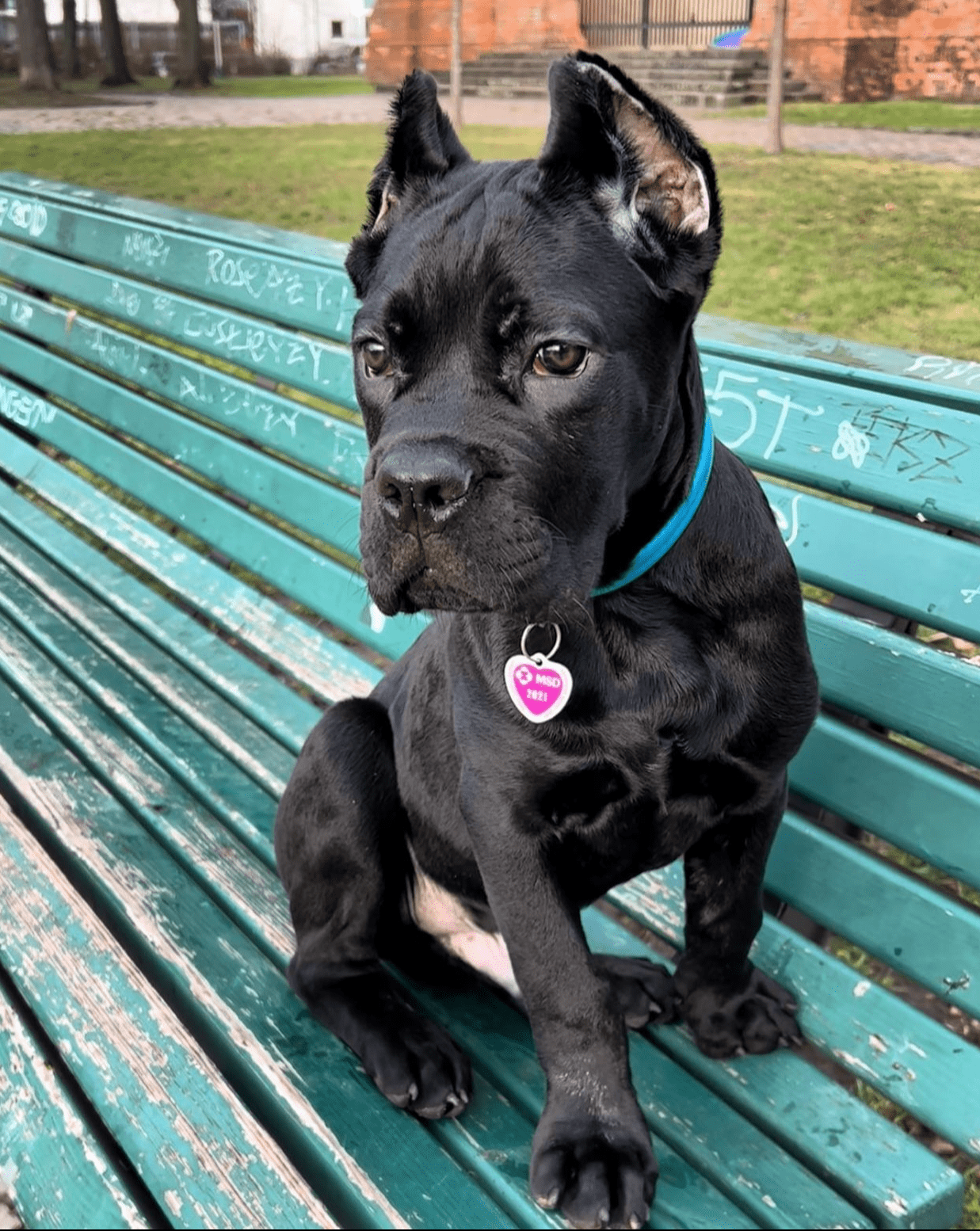 Raven, a 12-week-old female Cane Corso puppy with a black coat, available for adoption at AdoptABreed.com