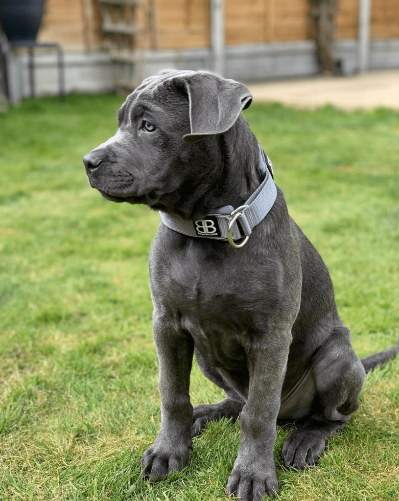 Ash, a 13-week-old male Cane Corso puppy with a blue-grey coat, available for adoption at AdoptABreed.com
