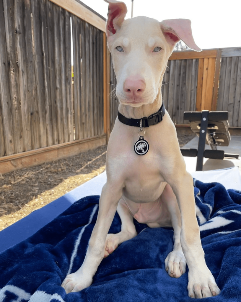 Dandy, a 12-week-old male Doberman Pinscher puppy available for adoption at AdoptABreed.com