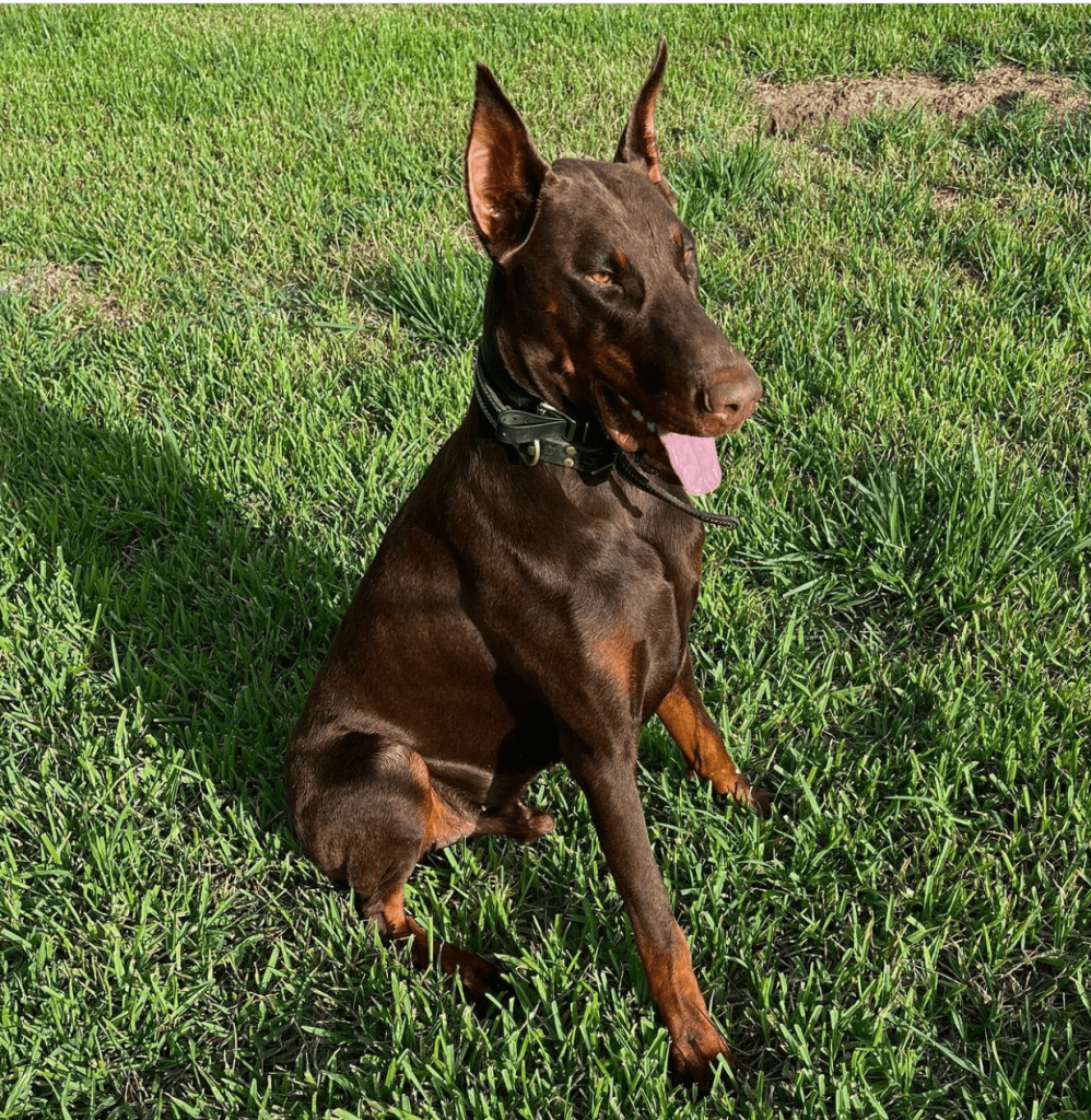 Molly, a 5-month-old male Doberman Pinscher puppy available for adoption at AdoptABreed.com