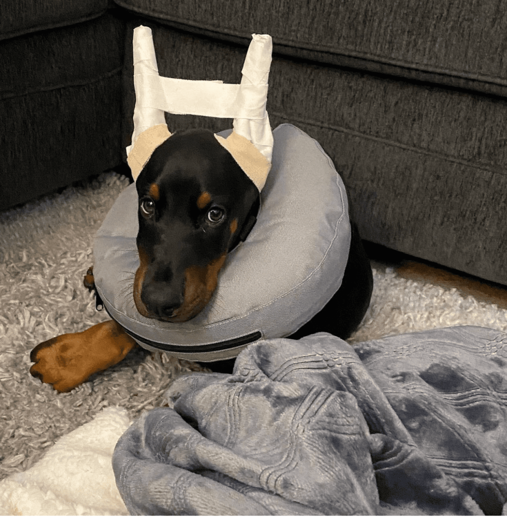 Doberman Pinscher puppy for adoption