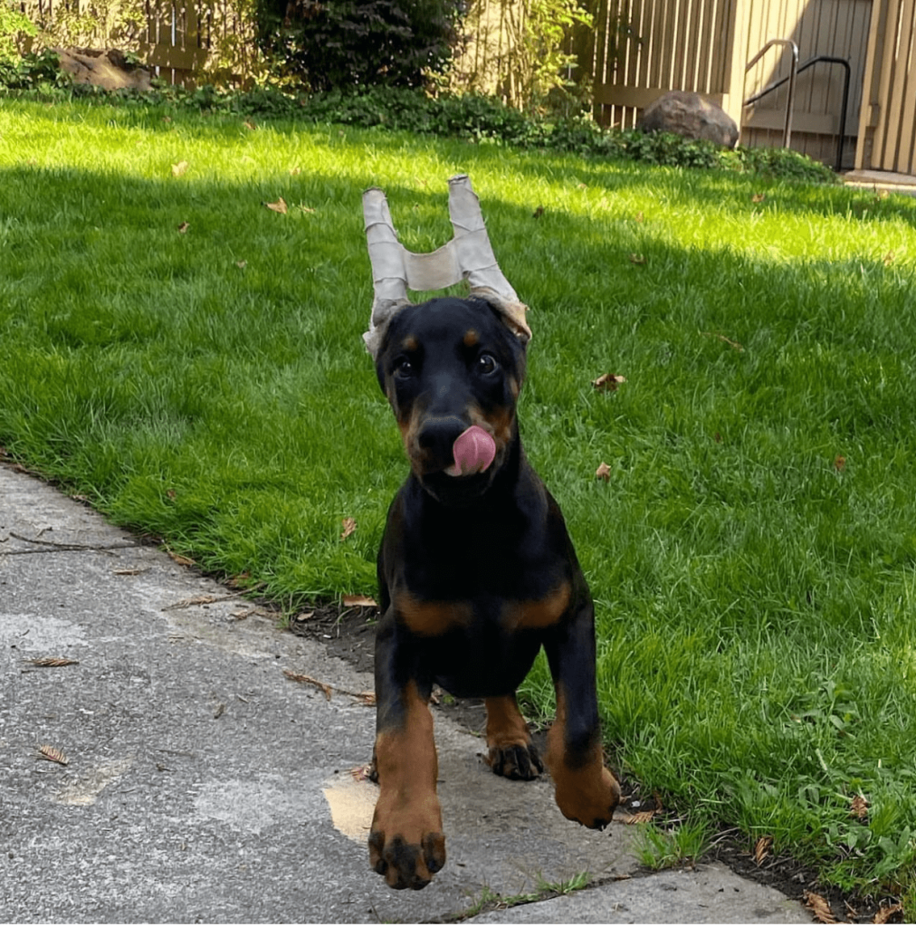 Flora, a 12-week-old female Doberman Pinscher puppy available for adoption at AdoptABreed.com