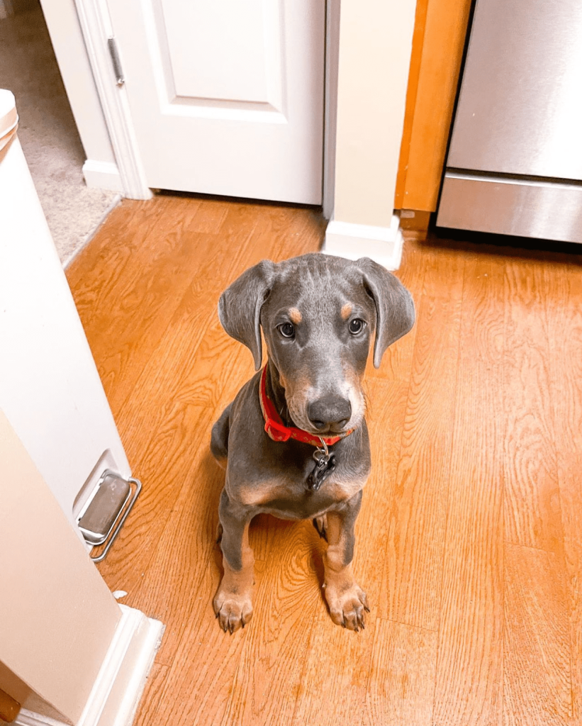 Finn, a 12-week-old male Doberman Pinscher puppy available for adoption at AdoptABreed.com