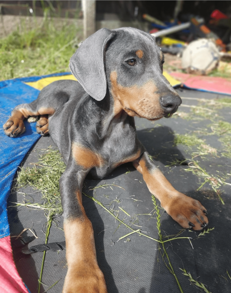 Doberman Pinscher puppy for adoption