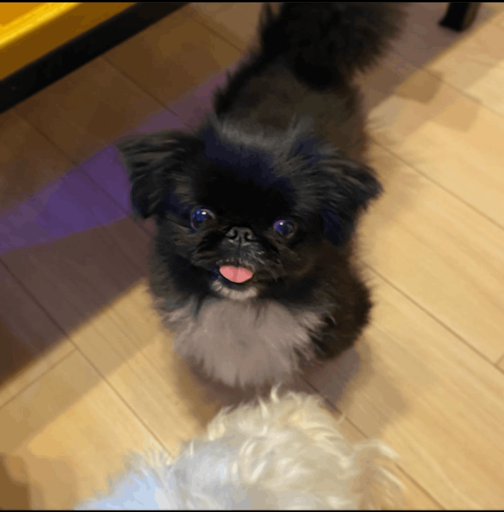 Ebony, a 12-week-old female Pekingese puppy with a black coat, available for adoption at AdoptABreed.com