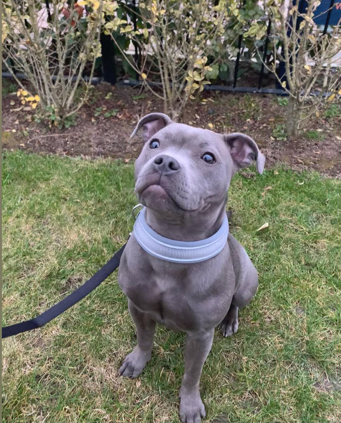 Bella, a 1.5-year-old female Staffordshire Bull Terrier with a blue-grey coat, available for adoption at AdoptABreed.com