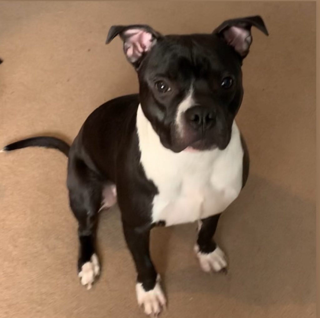 Tank, an 11-month-old male Staffordshire Bull Terrier with a black and white coat, available for adoption at AdoptABreed.com