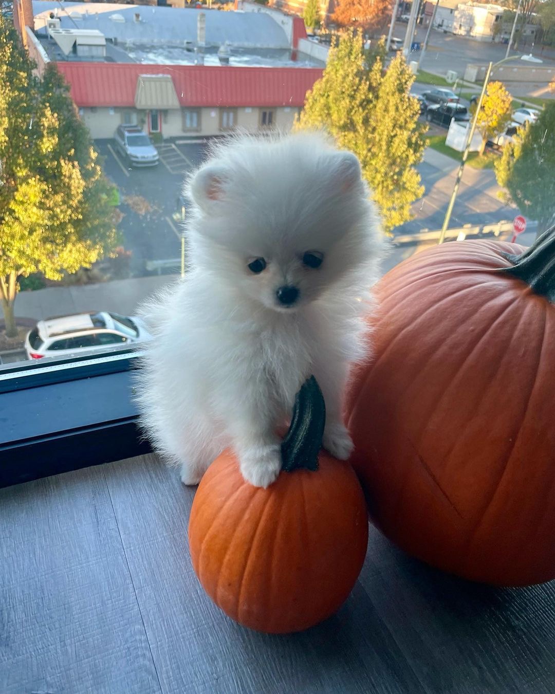 Pumpkin, an 11-week-old male Pomeranian puppy with a white fluffy coat, available for adoption at AdoptABreed.com