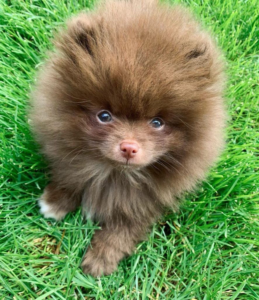 Truffle, an 11-week-old female Pomeranian puppy with a chocolate fluffy coat, available for adoption at AdoptABreed.com