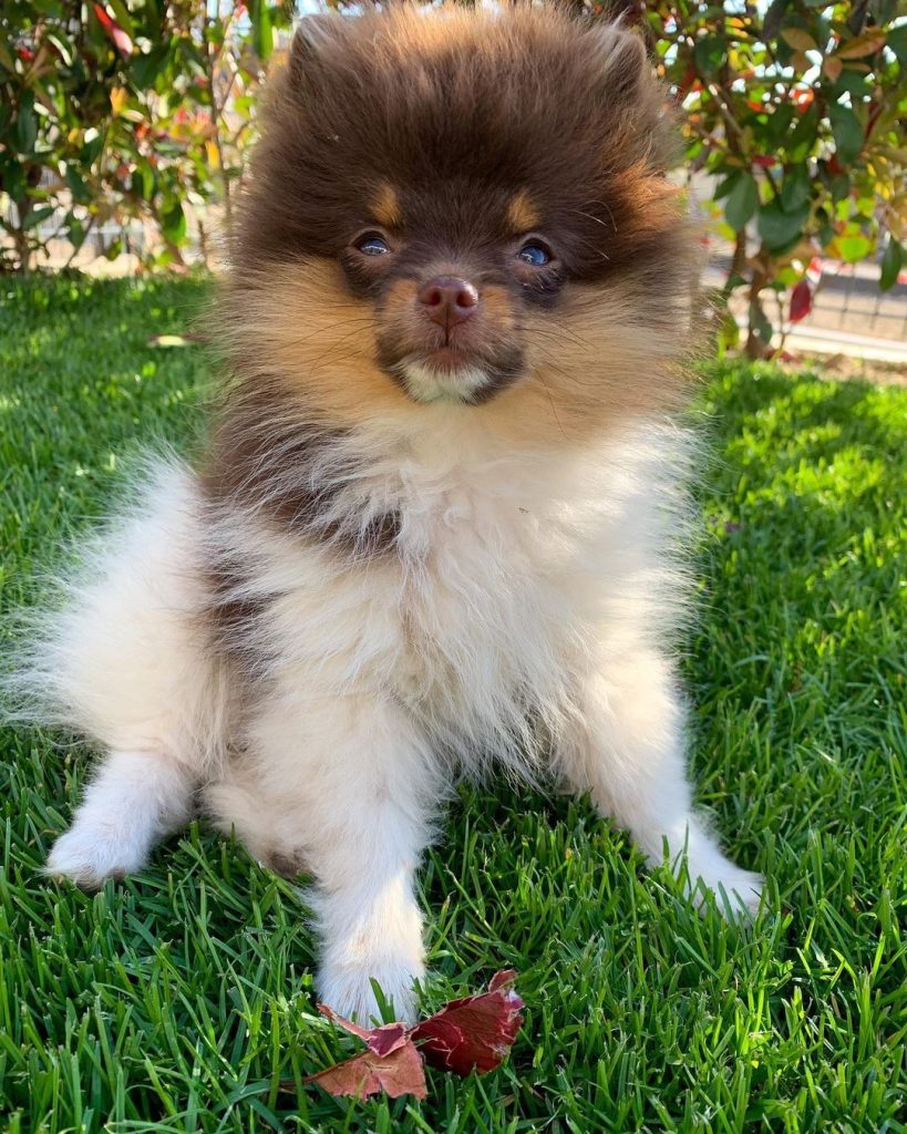 Rocco, an 11-week-old male Pomeranian puppy with a chocolate, tan, and white coat, available for adoption at AdoptABreed.com