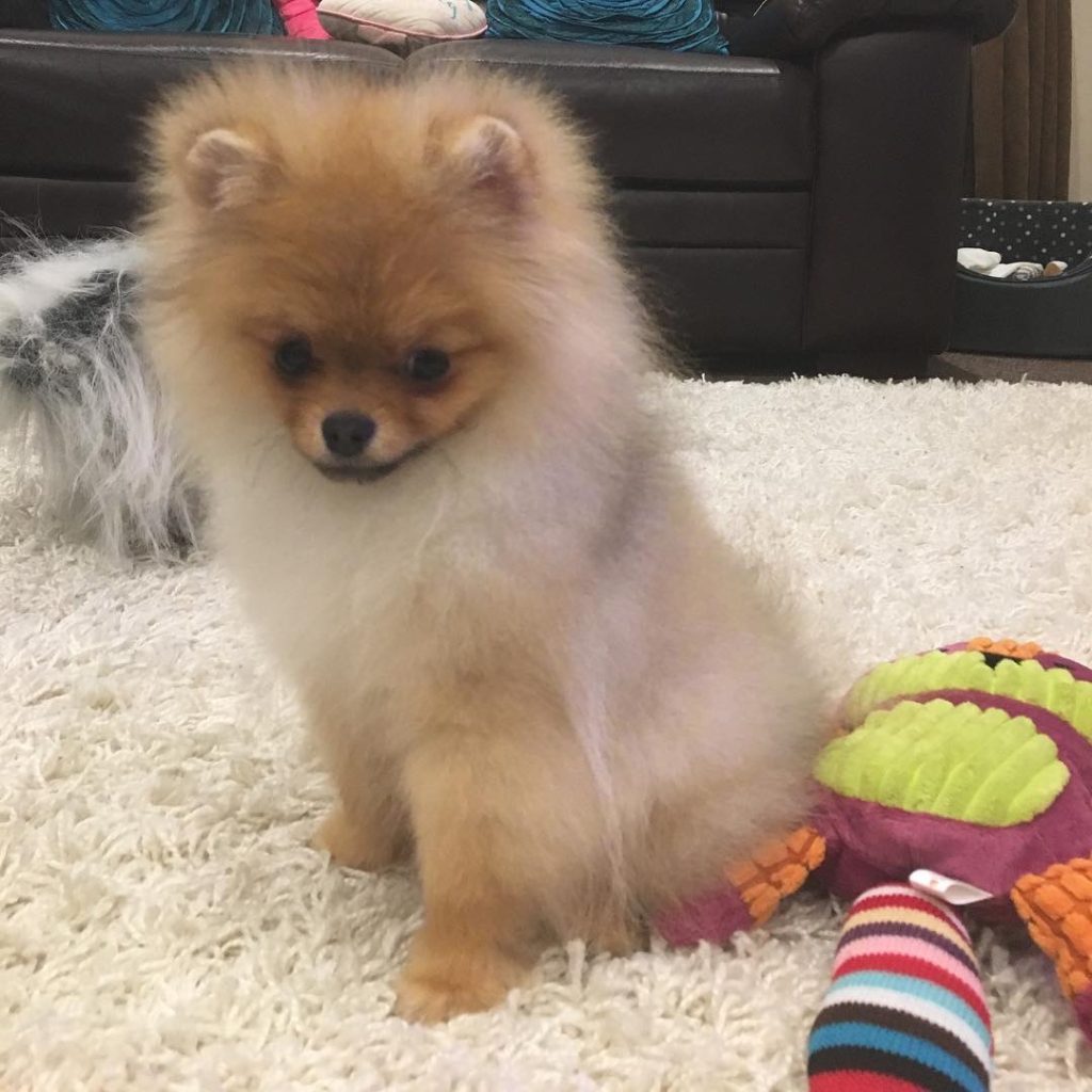 Simba, an 11-week-old male Pomeranian puppy with an orange fluffy coat, available for adoption at AdoptABreed.com