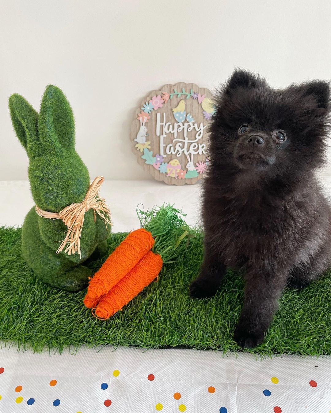 Nova, an 11-week-old female Pomeranian puppy with a black fluffy coat, available for adoption at AdoptABreed.com