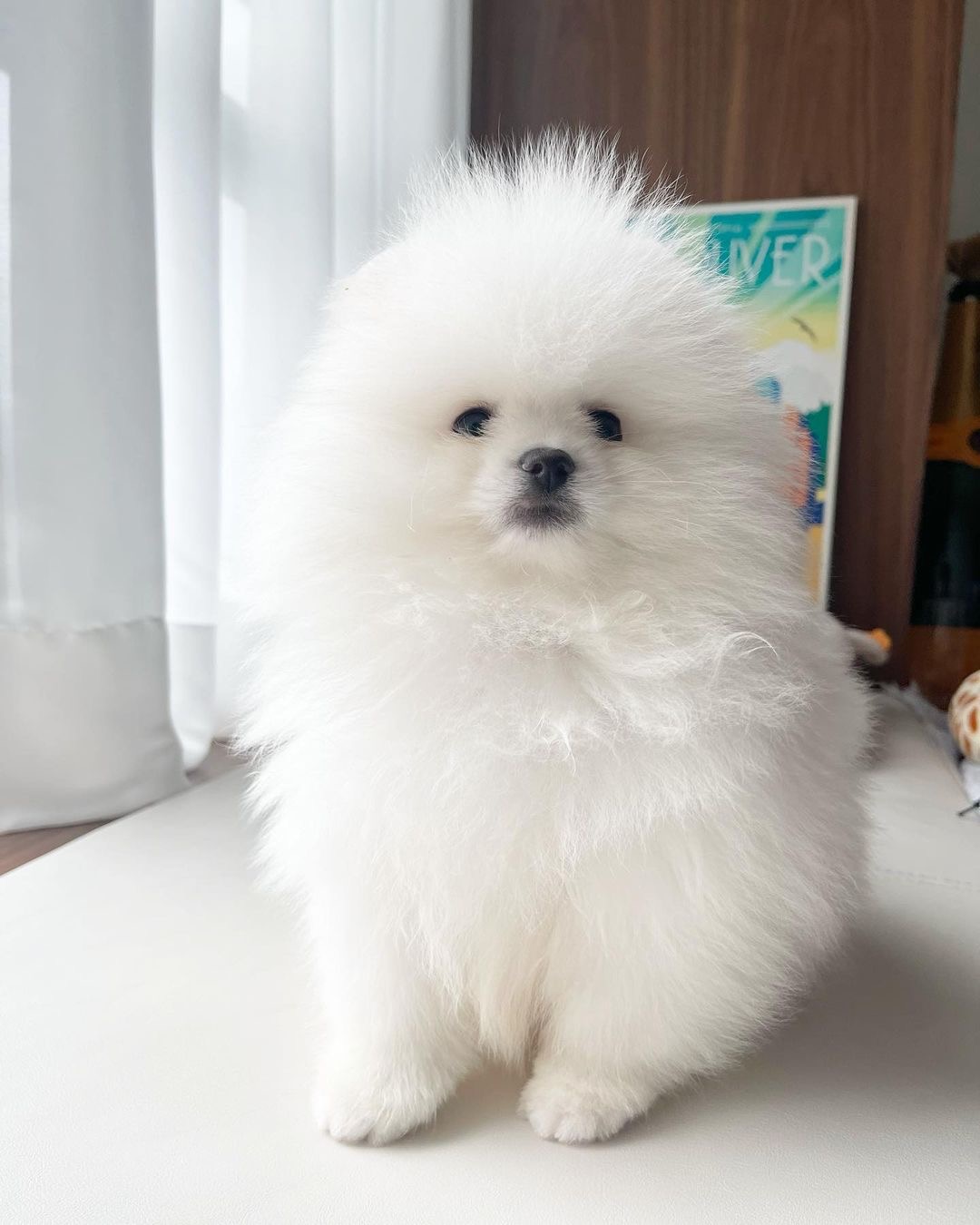 Holly, an 11-week-old female Pomeranian puppy with a white fluffy coat, available for adoption at AdoptABreed.com